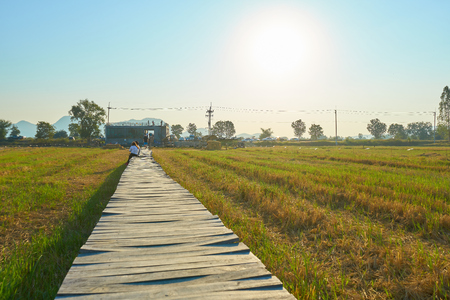 Rural summer landscape,Beautiful sunset over the green agricultural field and Blue Sky, Wood bridge over the field, Copy space for textの写真素材