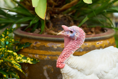 turkey on a farm. White turkey portrait, close up turkey is walking on the groundの写真素材