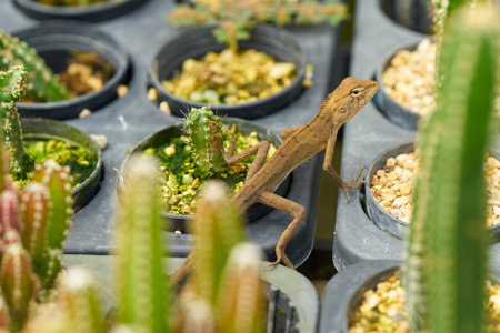 Reptile, Image of brown chameleon on the natural background, chameleon on cactus garden