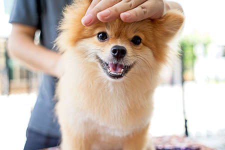 Male groomer haircut Pomeranian dog on the table of outdoor. process of final shearing of a dog's hair with scissors. salon for dogs.の写真素材