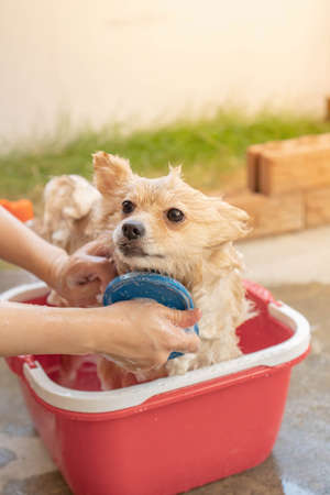 pomeranian or small dog breed was taken shower by owner and stood in red bucket that places on a concrete floorの写真素材