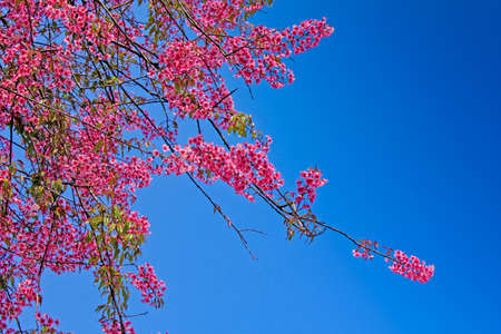 Pink Cherry Blossom flower with blue skyの写真素材