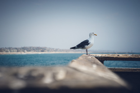 Seagull at a Pier with the coast in the backgroundの写真素材
