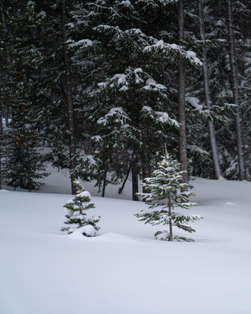 snow covered treesの写真素材