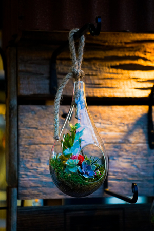 colorful beautiful hanging plantの写真素材