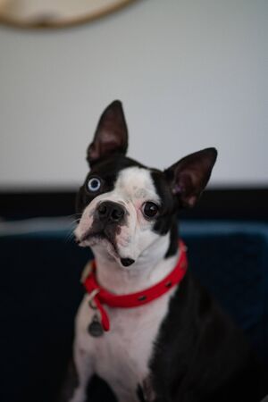 boston terrier looks at cameraの写真素材