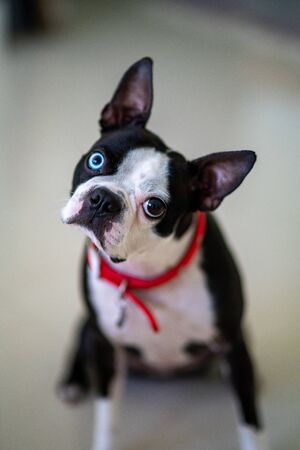 boston terrier with two different color eyes looks at camera curiouslyの写真素材