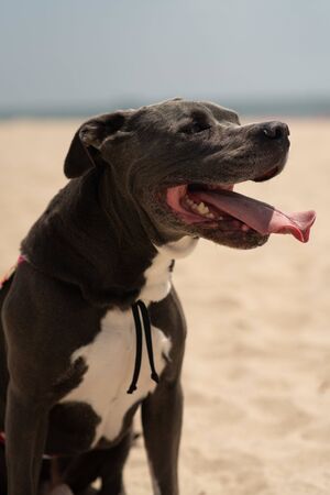 happy pitbull dog at beachの写真素材