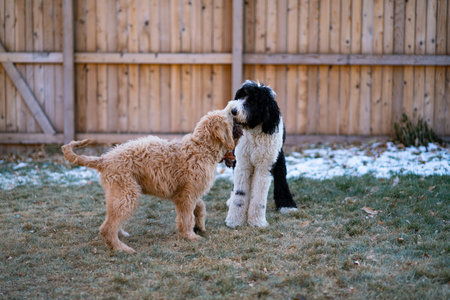 golden doodle and labradoodle smelling each other in yard