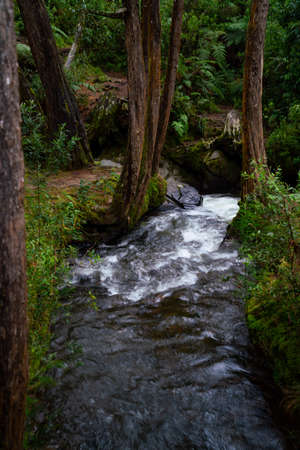 south american national park landscape with a river flowingの写真素材