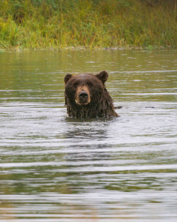 large brown bear stares at camera while swimming in a creek in alaskaの写真素材