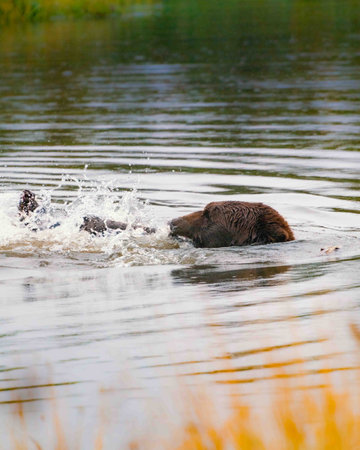 large brown grizzly bear plays with large piece of bark in a creekの写真素材