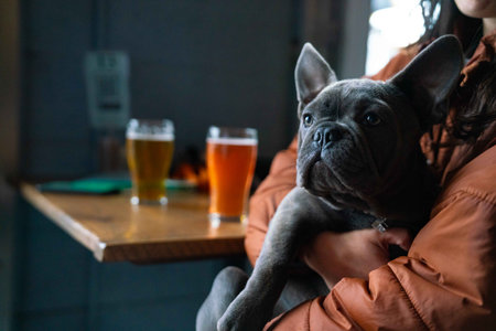 beautiful coat on french bulldog at brewery while mom holds itの素材 [FY310198730944]