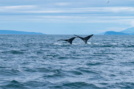 two whale tails diving back down into the water after eating fish in alaska on a blue summer dayの写真素材