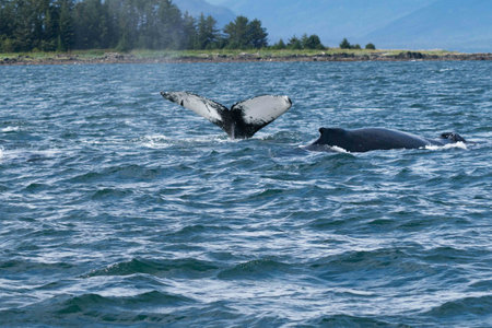 whale diving into water with tail out after breachingの写真素材