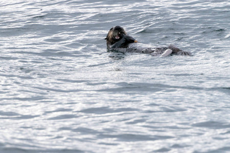 sea otter floating upside down and breaking something open with its teeth to eat itの写真素材