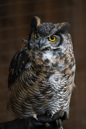 large brown white and grey owl with yellow eyes stares to the left of the cameraの写真素材