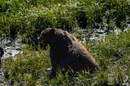 large brown bear looks to the left as it sits in a field after eating a big meal during the summerの写真素材