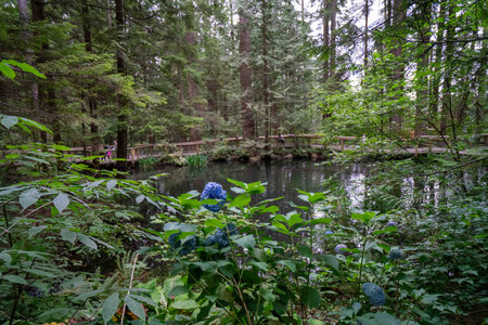 beautiful pond surrounded by trees and forest in the summer on a cloudy dayの写真素材