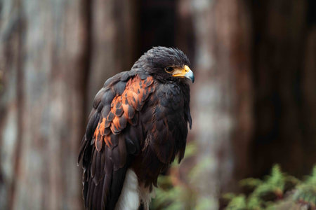 epic shot of perching giant hawk staring off camera with orange and brown feathersの写真素材
