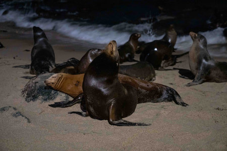 awkward looking sea lion taking a nap on the beach with head in the air during the nightの写真素材