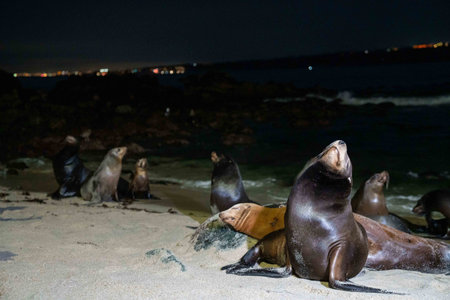 seal sleeping while facing the moon while on a sandy beach at nightの写真素材