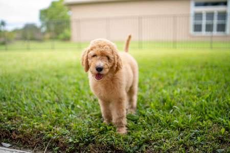 beautiful golden doodle puppy on top of a green lawn with tongue out