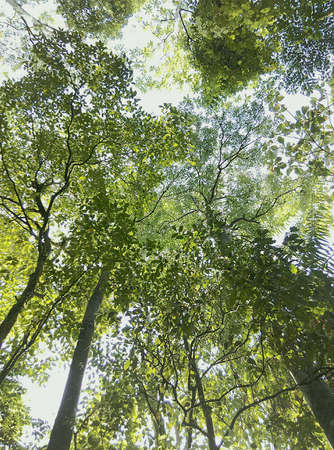 Tree in the naturalの素材