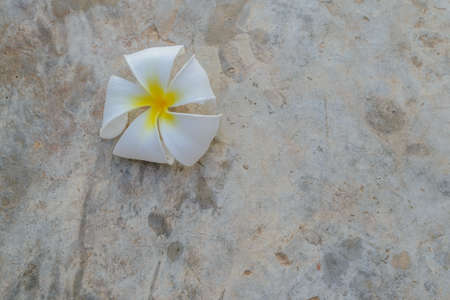 plumaria fall on the concrete floorの写真素材