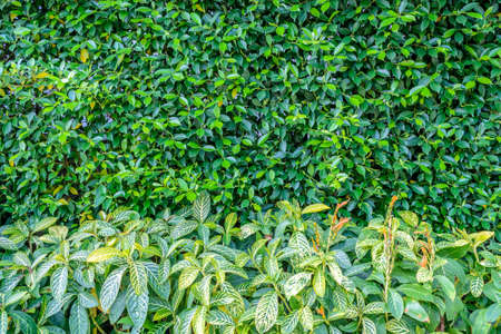 green shrub fence in gardenの写真素材