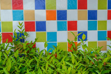Colorful Tile wall and shrubsの写真素材