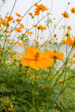 yellow cosmos flowersの写真素材