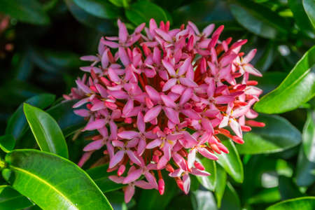 Pink Ixora plants flowerの写真素材
