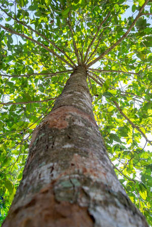 A unique view of a Dipterocarpus alatusの写真素材