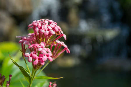 pink flowers in the gardenの写真素材