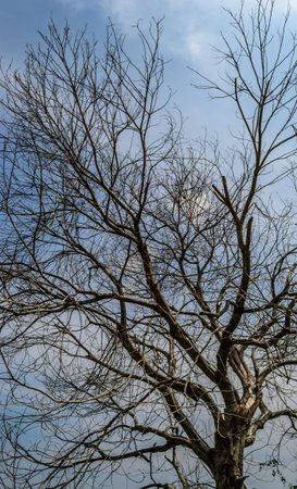 Dead tree with beautiful sky