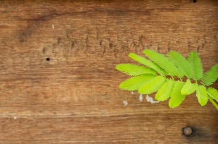 green leaves on wood backgroundの写真素材