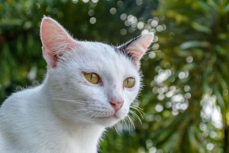 close up Thai white catの写真素材