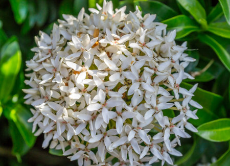 white Ixora plants or Rubiaceae flower