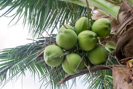Fresh coconut on the treeの写真素材