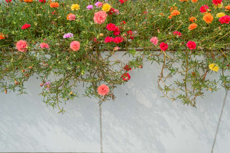 Portulaca oleracea flower with Wall tilesの写真素材