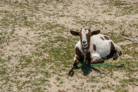 Goat lying on the groundの写真素材
