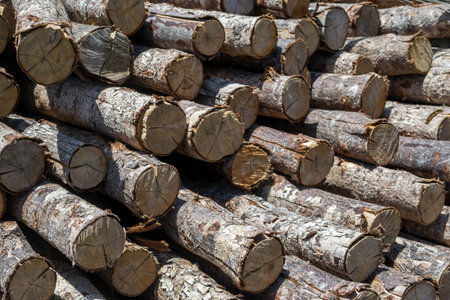 Pile of wood logs