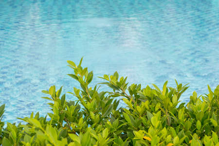 Trees beside the swimming poolの写真素材