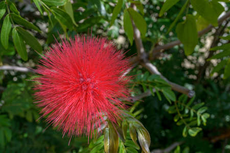red powderpuffの写真素材