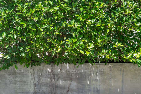 tree growing in a cement potsの写真素材