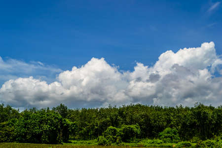 Trees with blue skyの写真素材