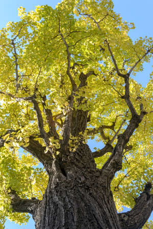 Ginkgo Biloba tree with autumn in Japanの写真素材