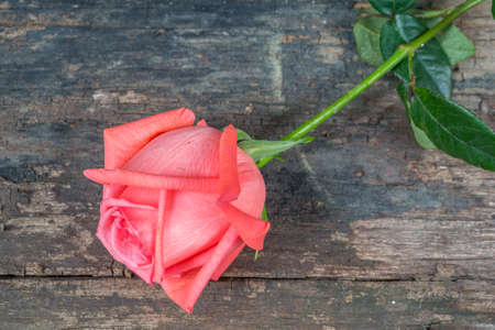 rose on old wood backgroundの写真素材