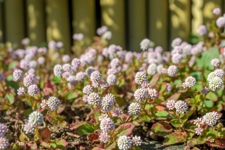 flowers  in a Japanese garden